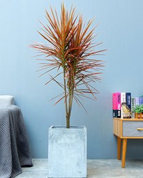 千年木（0.8米）