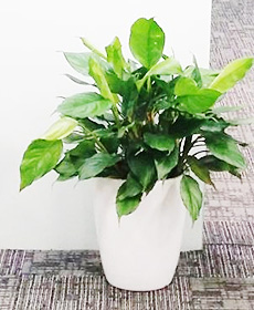 万年青（0.6米）