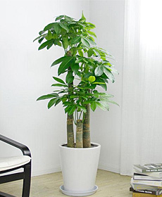 步步高发财树（1.8米）