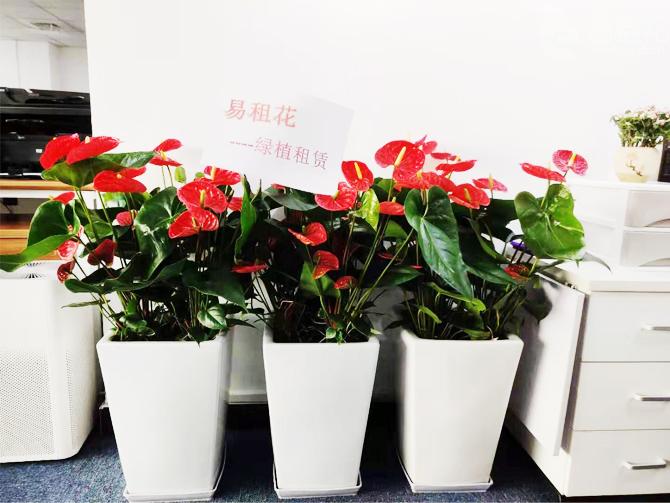 办公室绿植租赁,侯小姐推荐易租花