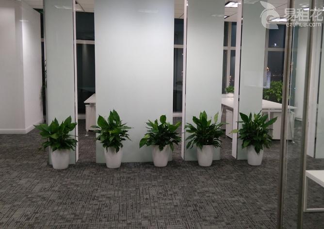 万年青组合案例