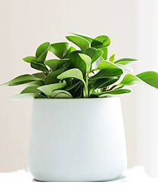 豆瓣绿（0.3米）