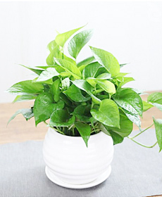 小绿萝（0.3米）
