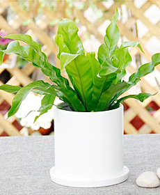 鸟巢蕨（0.3米）