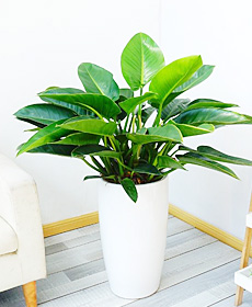 大金钻（0.5米）