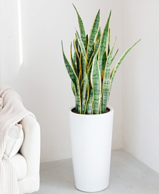 虎尾兰（0.6米）