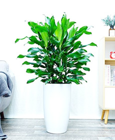 螺纹铁（0.7米）