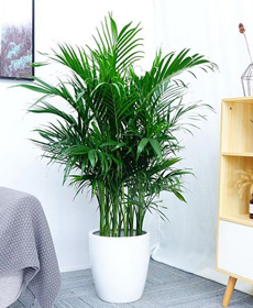 夏威夷椰子（1.6米）