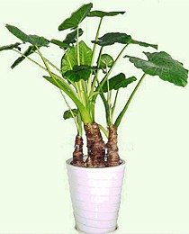 滴水观音（1.5米）