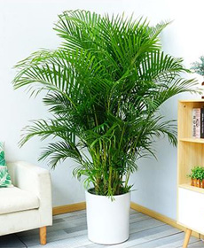 散尾葵（1.6米）