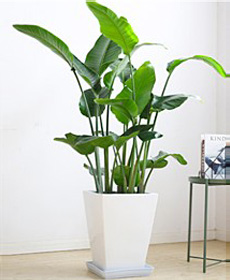 天堂鸟（1.6米）